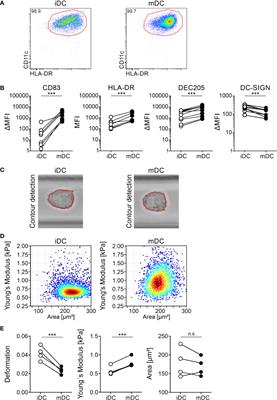 Maturation of Monocyte-Derived DCs Leads to Increased Cellular Stiffness, Higher Membrane Fluidity, and Changed Lipid Composition